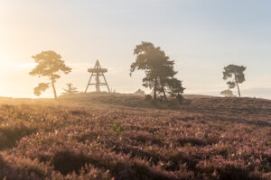Fotowandeling heide - Dave Zuuring
