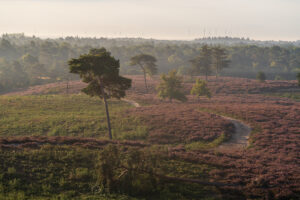 Fotowandeling heide - Dave Zuuring