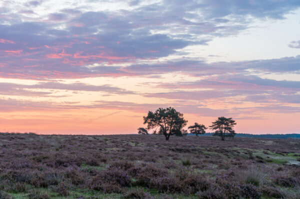 Fotowandeling paarse heide - Afbeelding 7