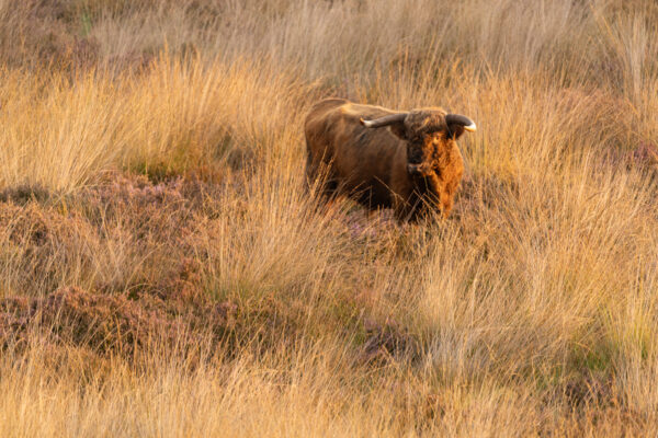 Fotowandeling paarse heide - Afbeelding 17