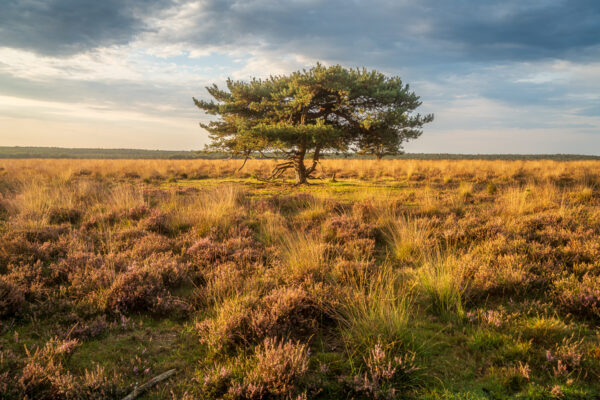 Fotowandeling heide - Dave Zuuring