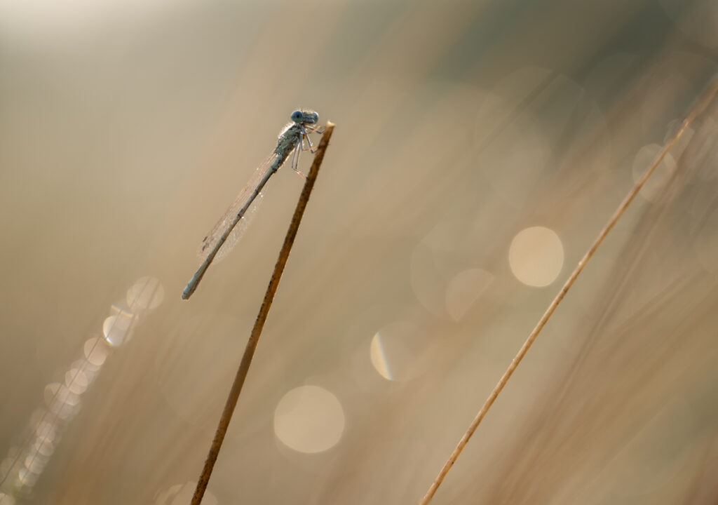 Libelle macro - Ellen van den Doel
