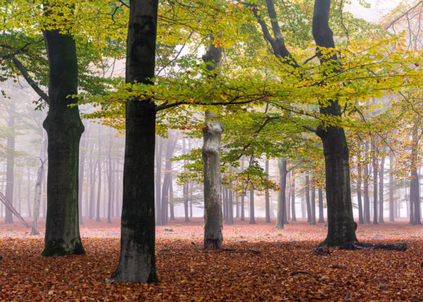 Fotowandeling herfst - Dave Zuuring