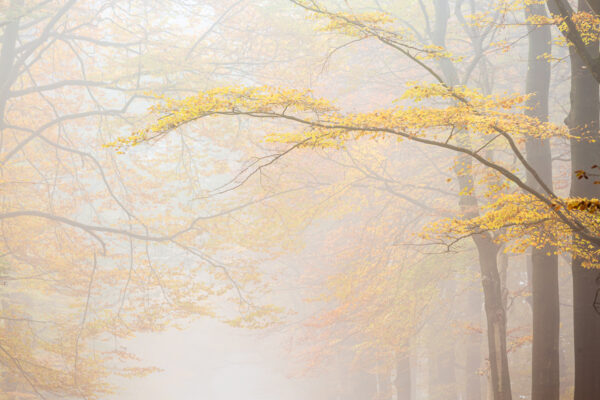 Fotowandeling herfst - Dave Zuuring
