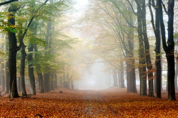 Fotowandeling herfst - Dave Zuuring