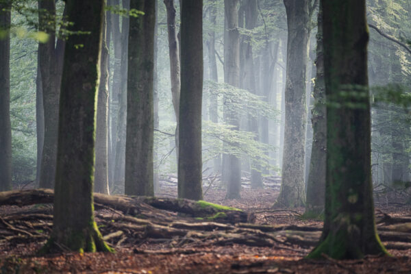 Fotowandeling herfst - Dave Zuuring