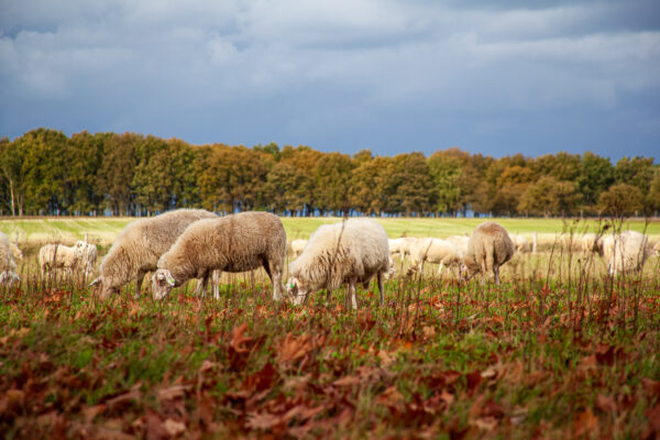 Fotowandeling herfst - Dave Zuuring