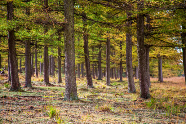 Fotowandeling herfst - Dave Zuuring
