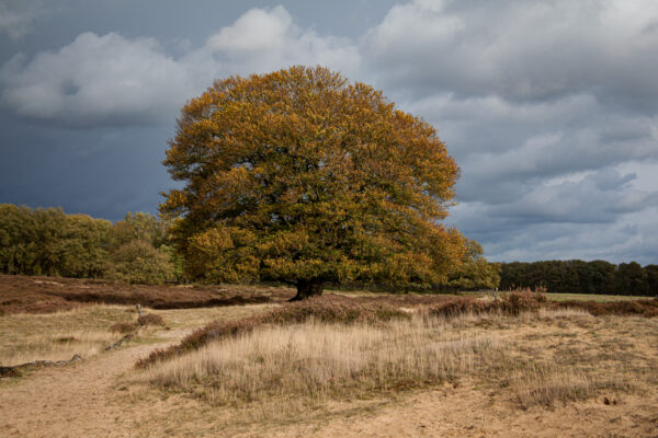 Fotowandeling herfst - Dave Zuuring
