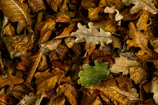 Fotowandeling herfst - Dave Zuuring