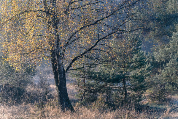 Fotowandeling herfst - Dave Zuuring