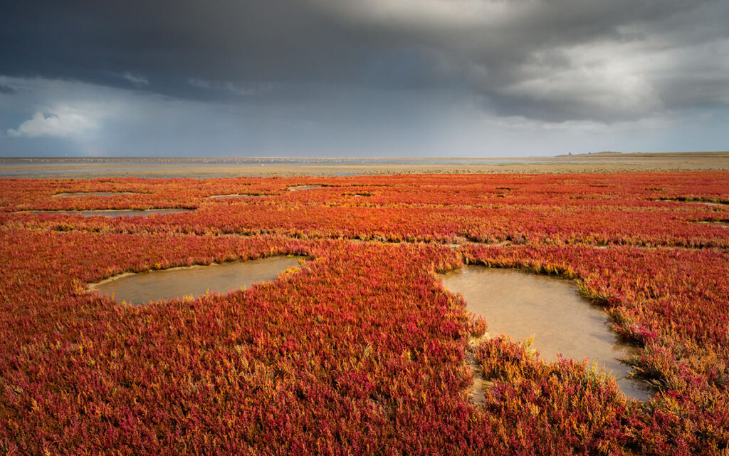 Rood zeekraal op het Wad