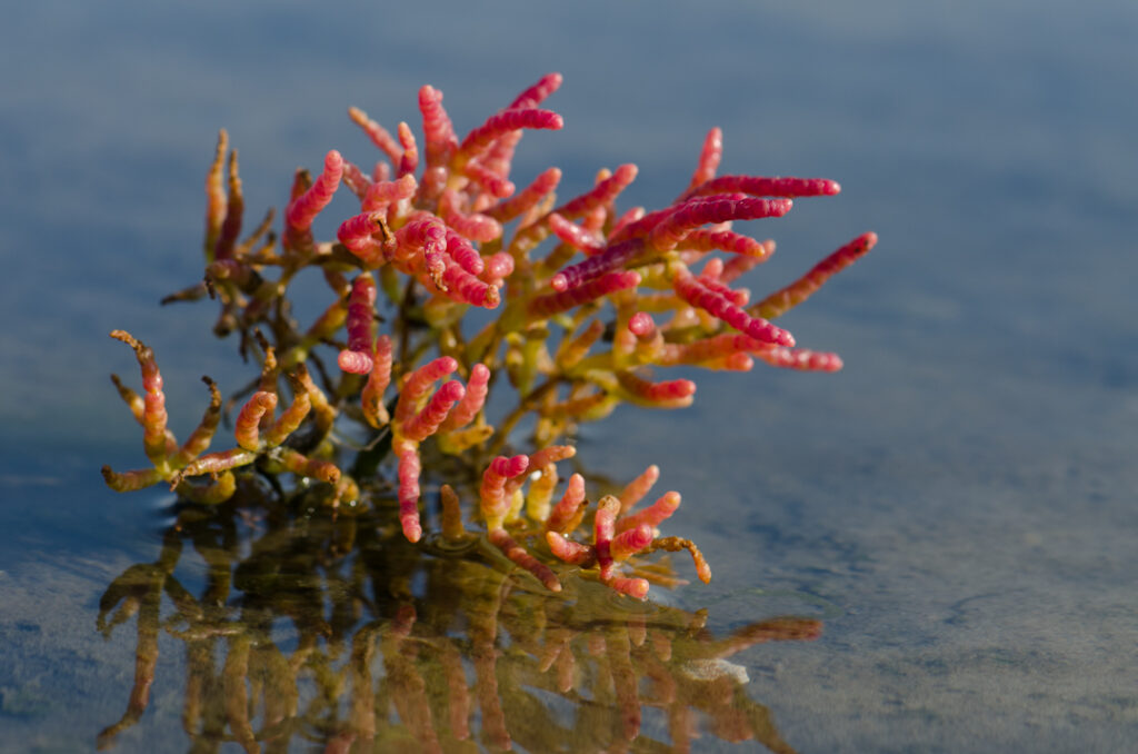 Macro foto van zeekraal