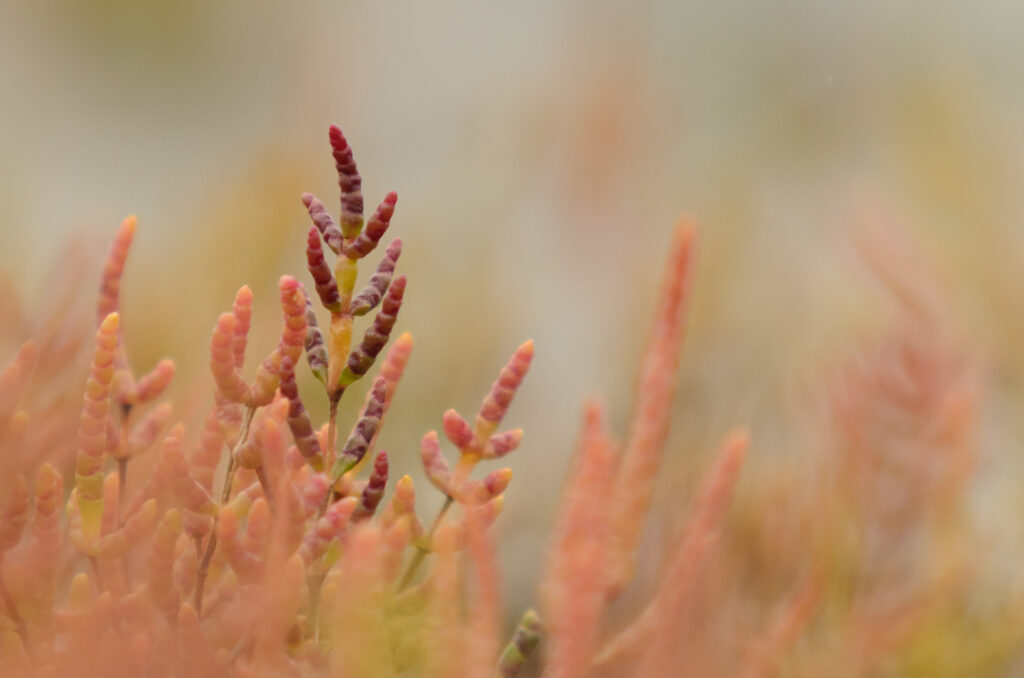 Macro foto van zeekraal