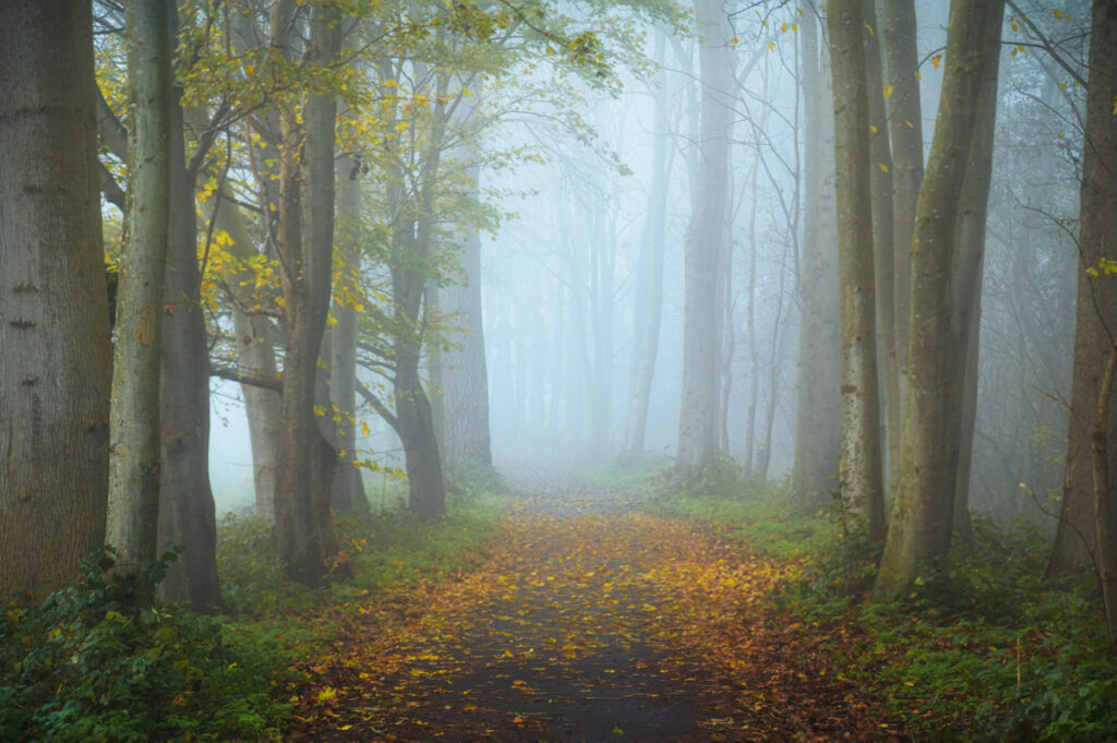 Mist in het herfstbos