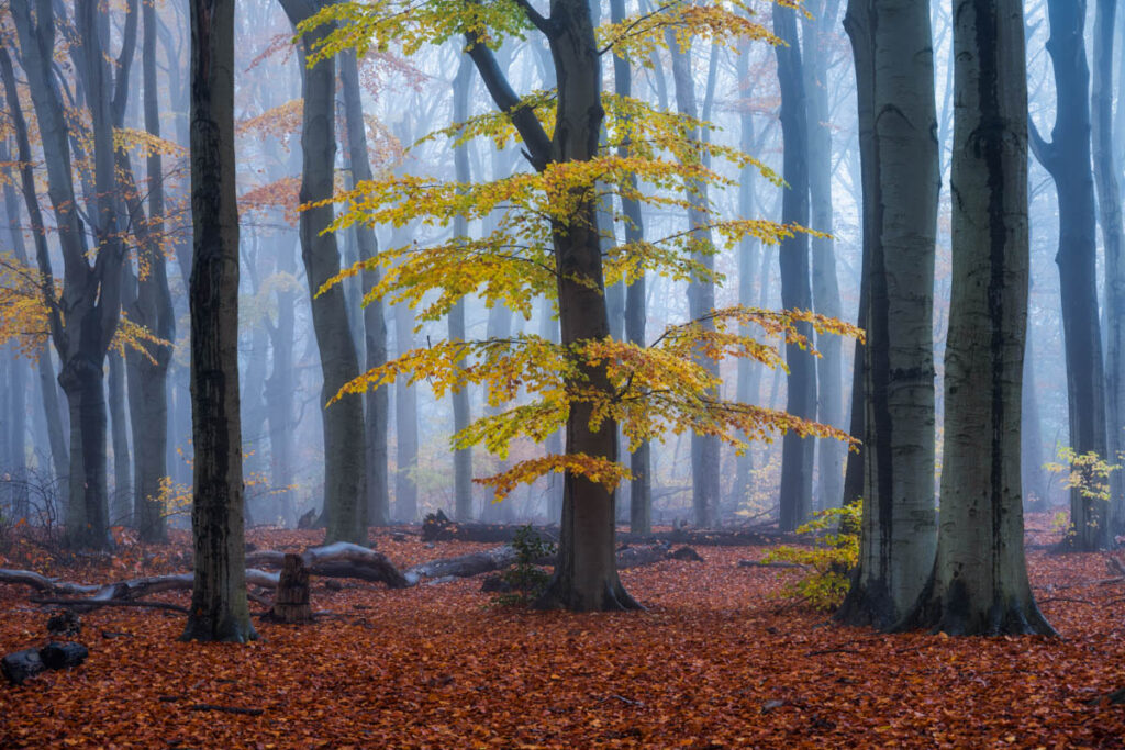 Mist in het herfstbos