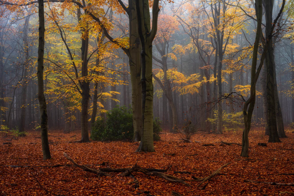 Mist in het herfstbos