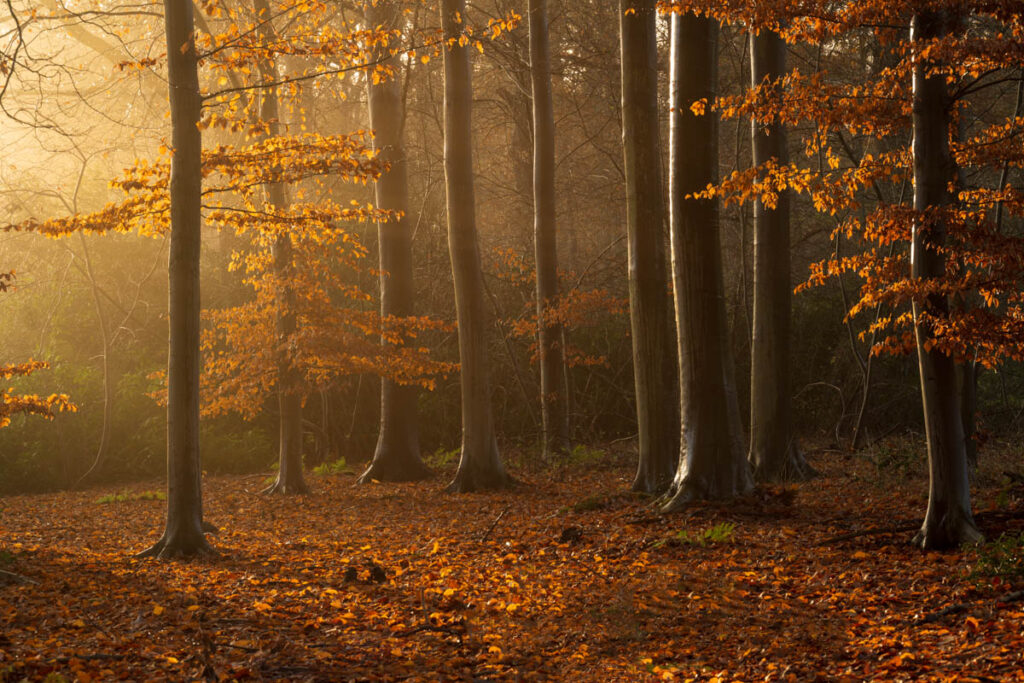 Mist en gouden licht in het herfstbos