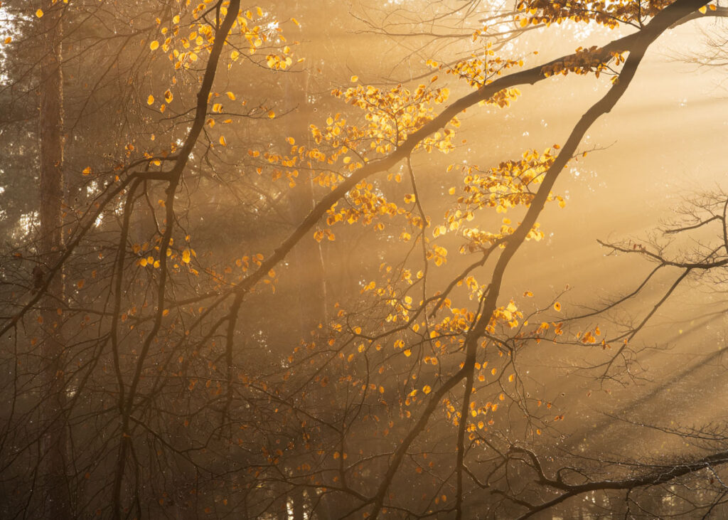 Mist en gouden licht in het herfstbos