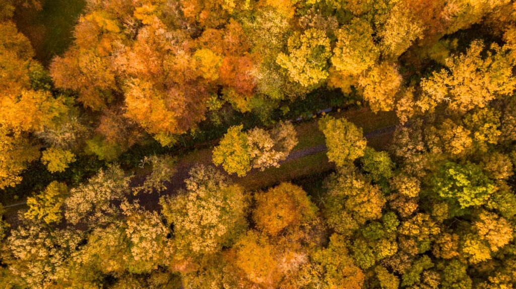 Herfstbos van bovanaf