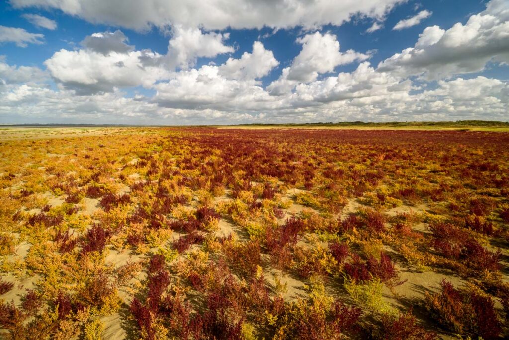 Rood zeekraal in het landschap