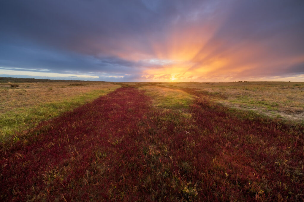 Zeekraal bij zonsondergang