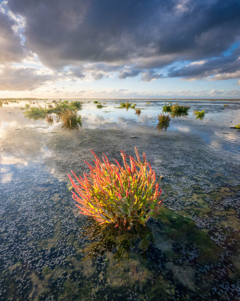 Rood zeekraal in het landschap