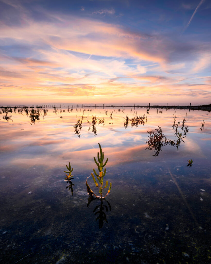 Rood zeekraal in het landschap