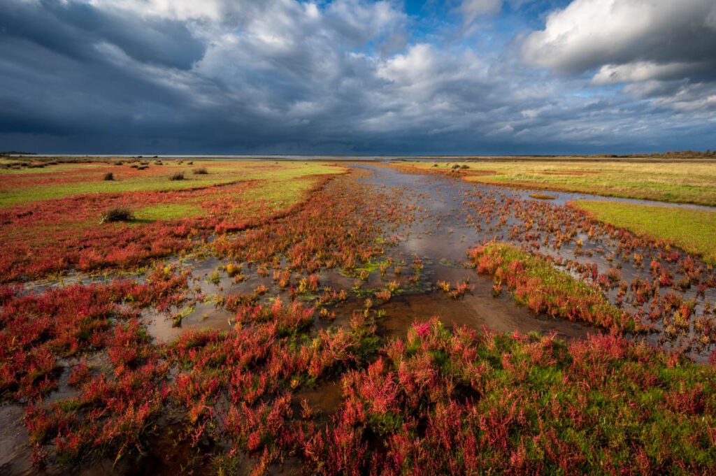 Rood zeekraal in het landschap