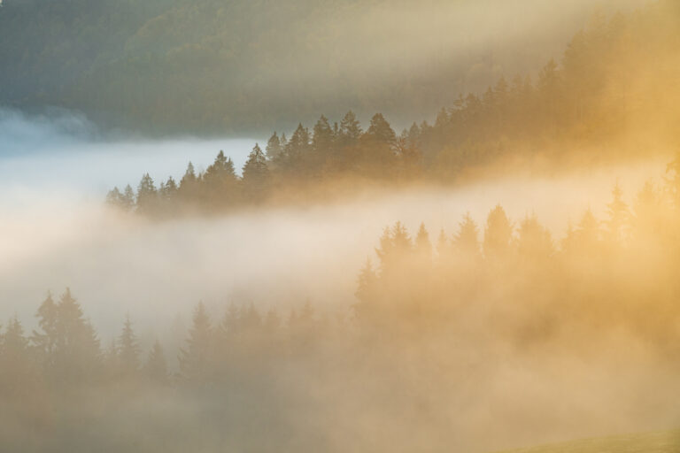 Bomen in de mist